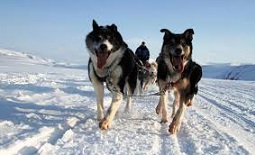 dogsledding.com